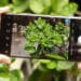 Consumer Reports: Galaxy Note20 Ultra là smartphone có camera tốt nhất